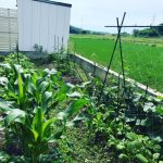 八ヶ岳は野菜作りにも最適