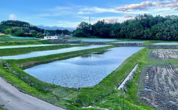 田んぼ　八ヶ岳